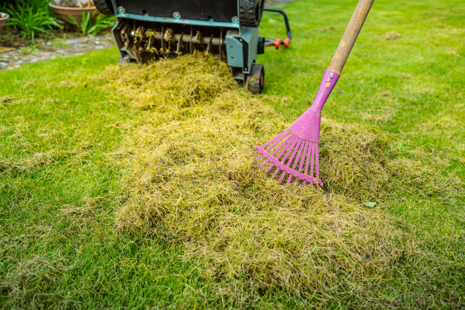 Dethatching the lawn