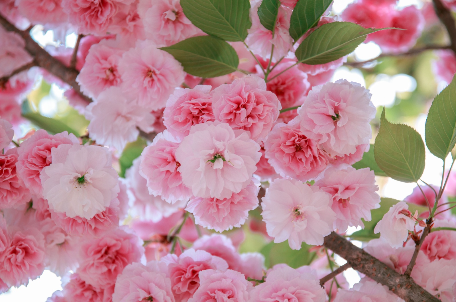 Double Flowering Cherry