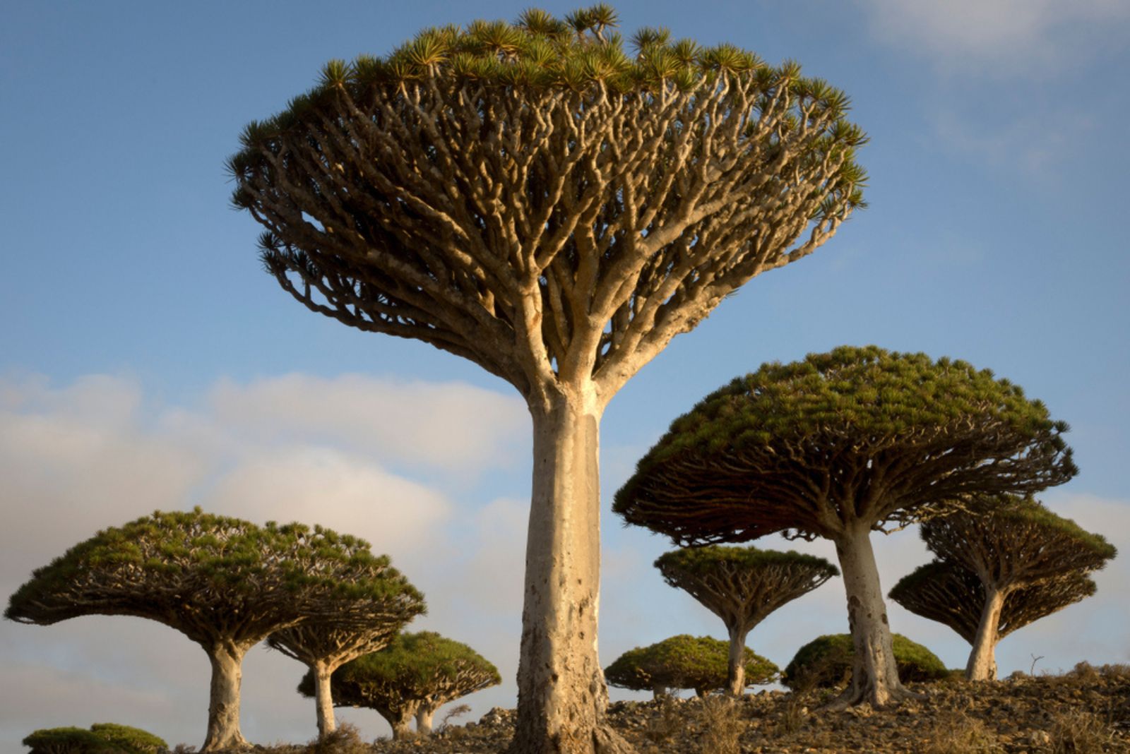 Dragon’s Blood Tree