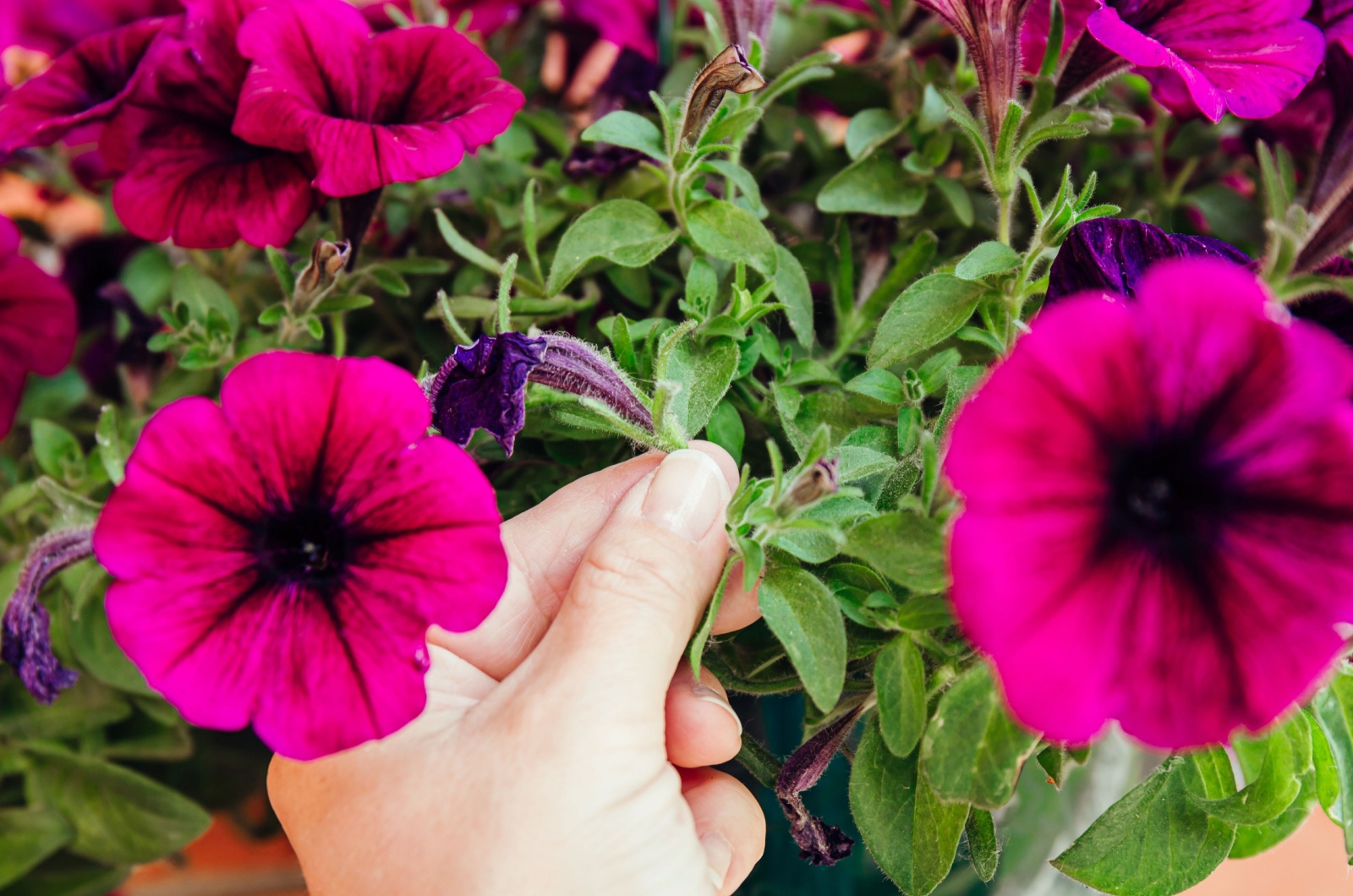 Dried petunia