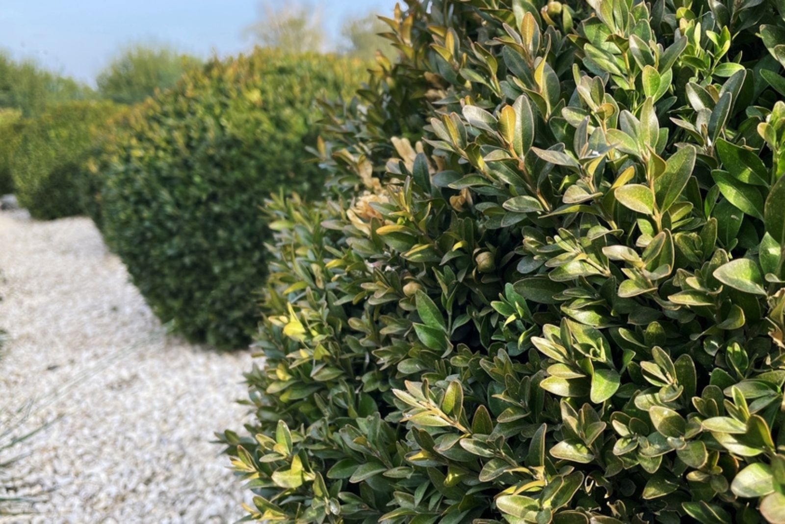 Dwarf Boxwood