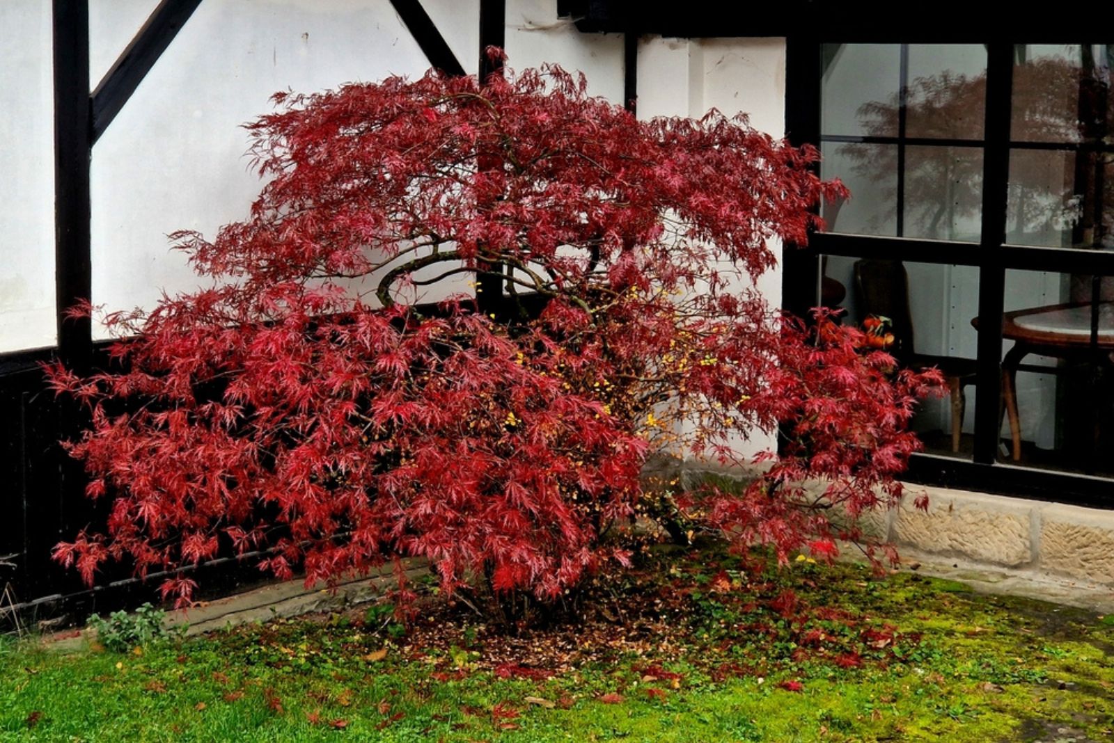 Dwarf Japanese Maple