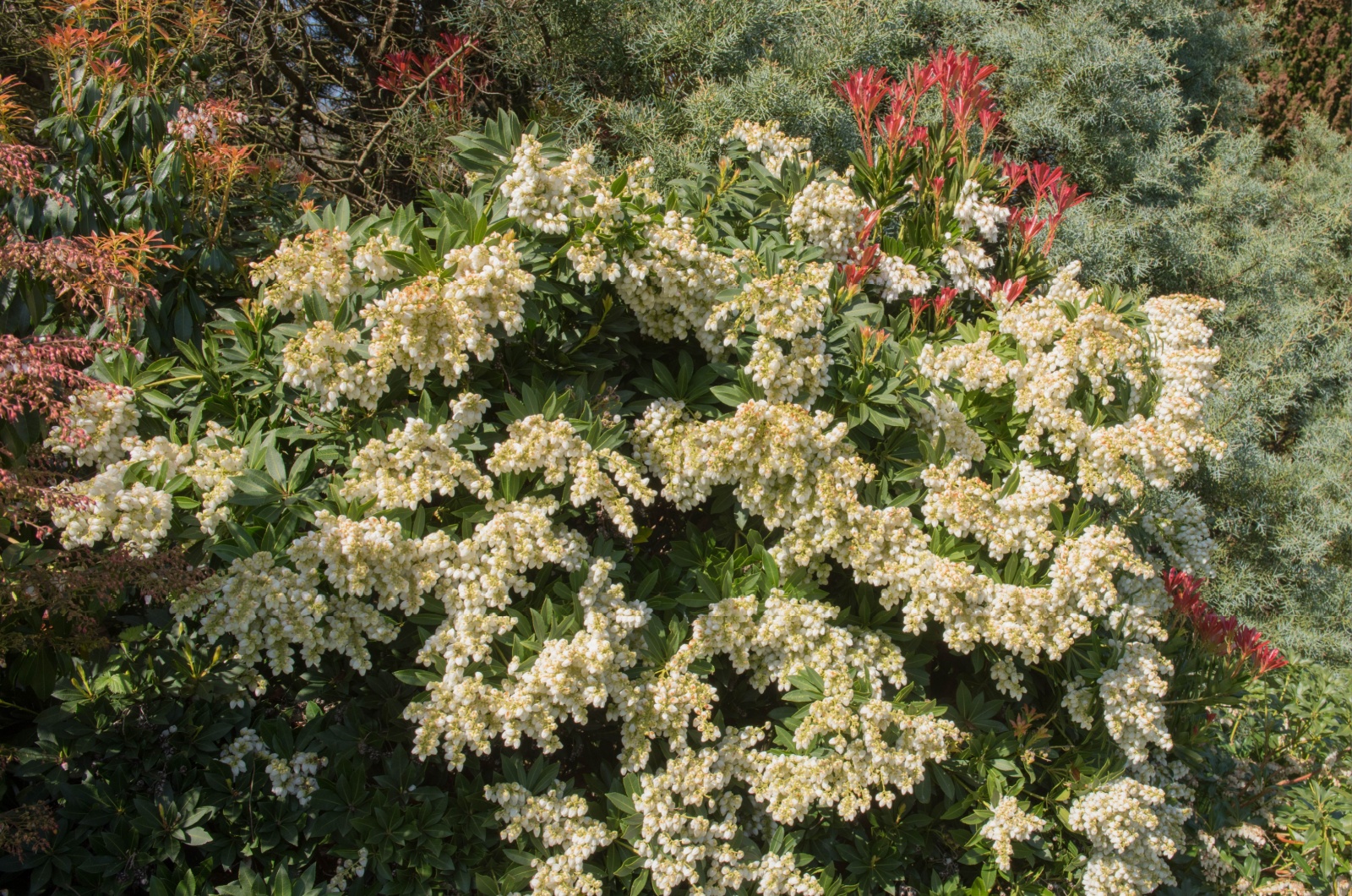 Dwarf Japanese Pieris