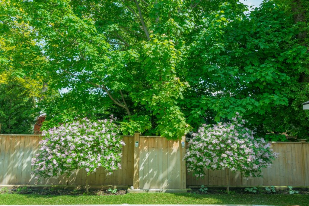 Dwarf Lilac