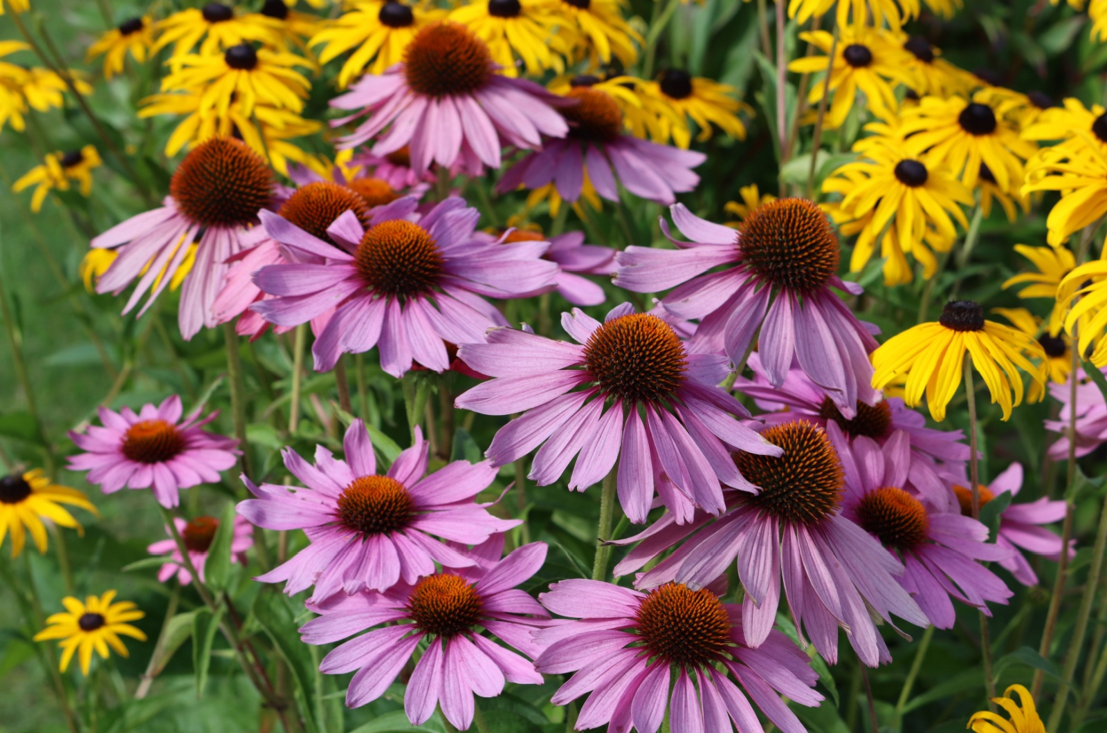 Echinacea