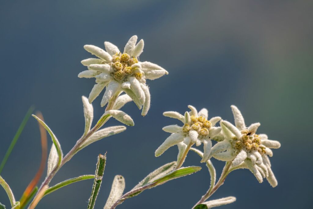 Edelweiss