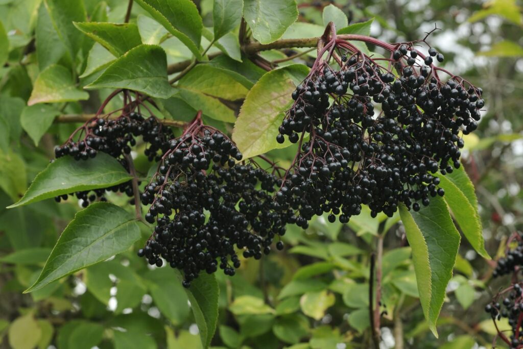 Elderberry Hedges