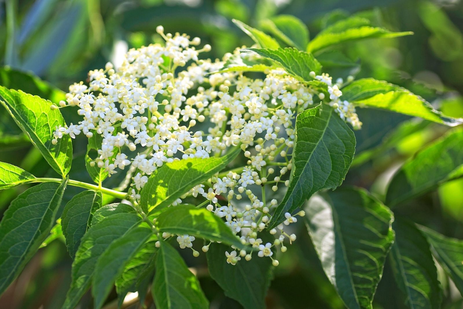 Elderflower 