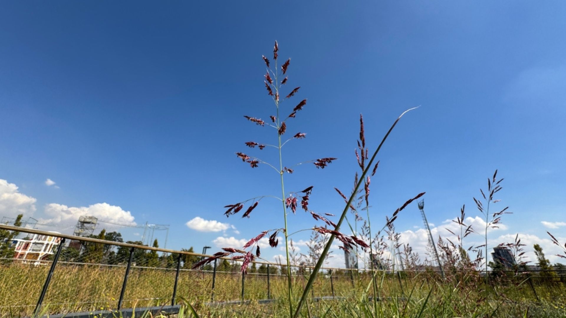 destroy invasive johnsongrass with a staple ingredient