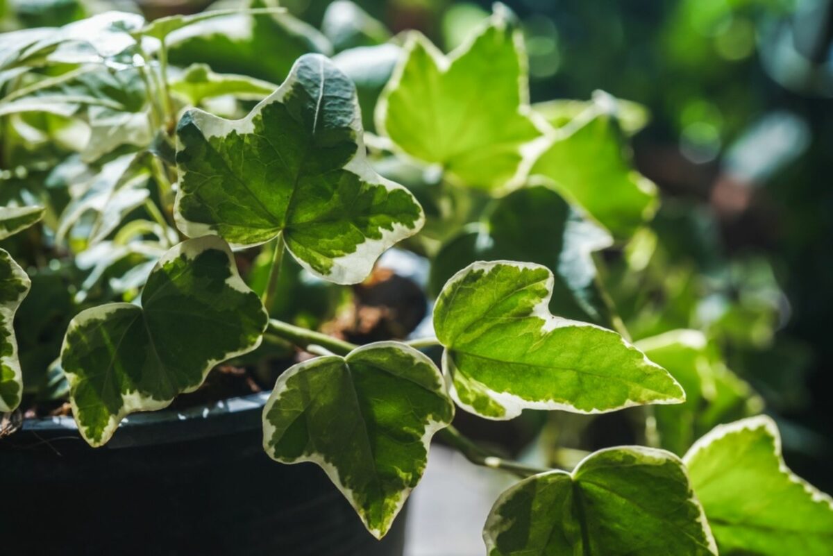 11 Invasive Plants That Can Destroy Your Yard And Are Hard To Remove