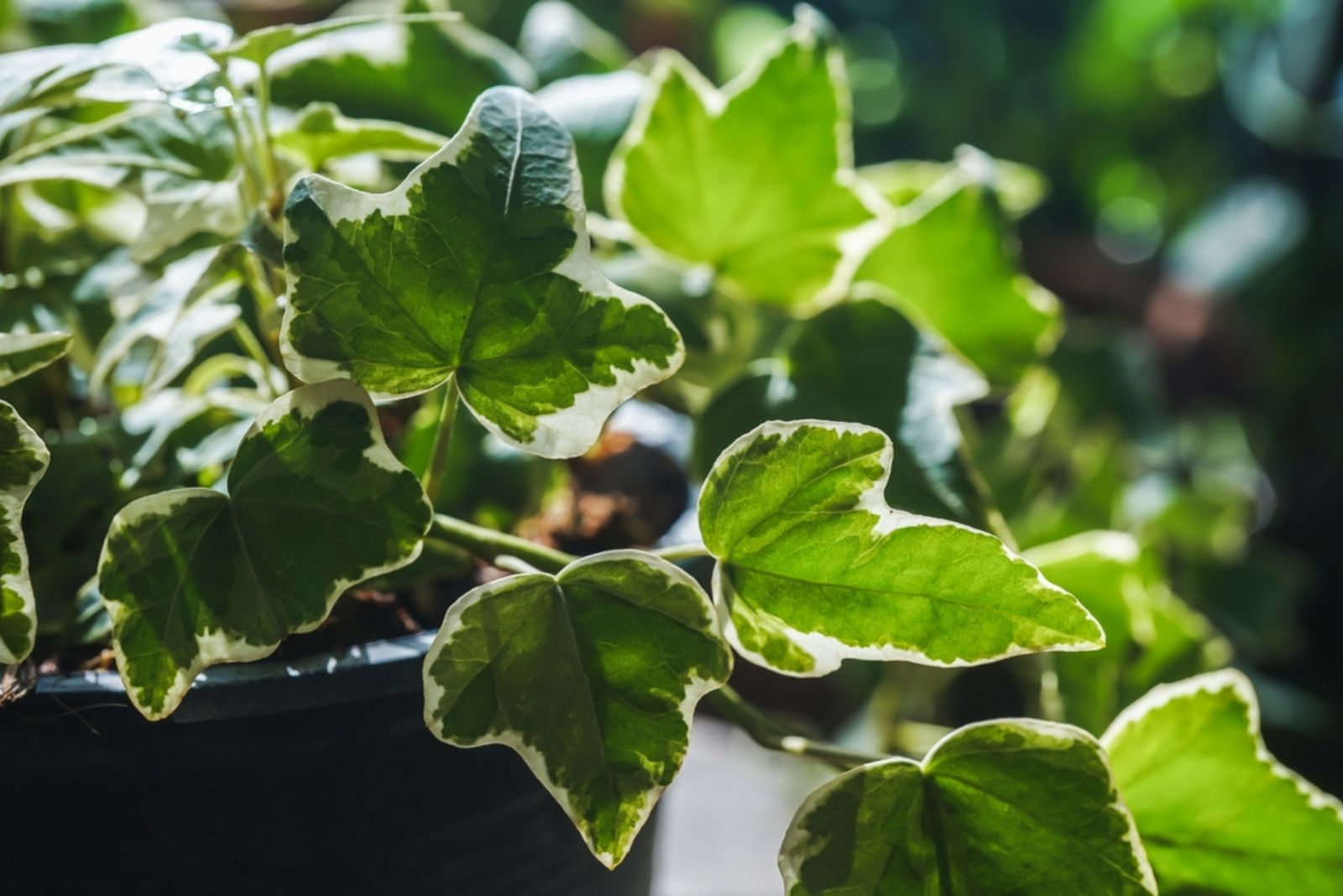 English Ivy