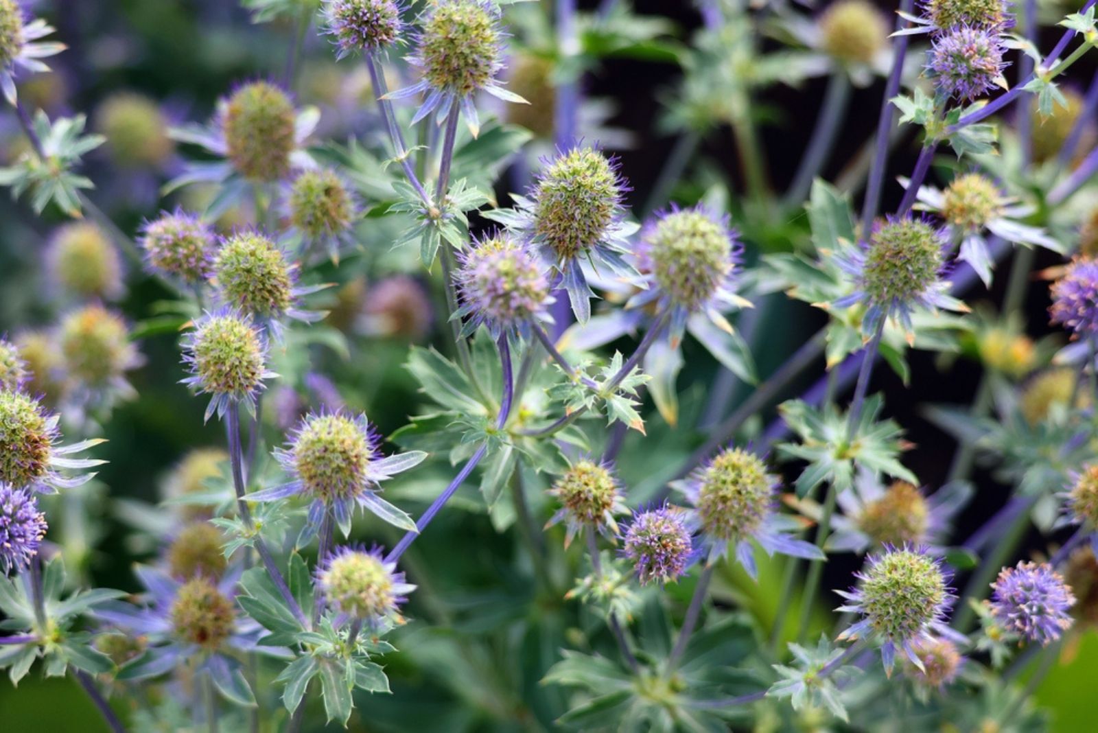 Eryngium