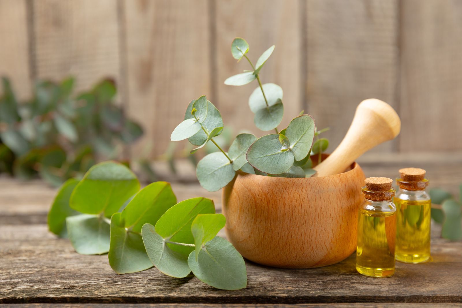 Eucalyptus Oil