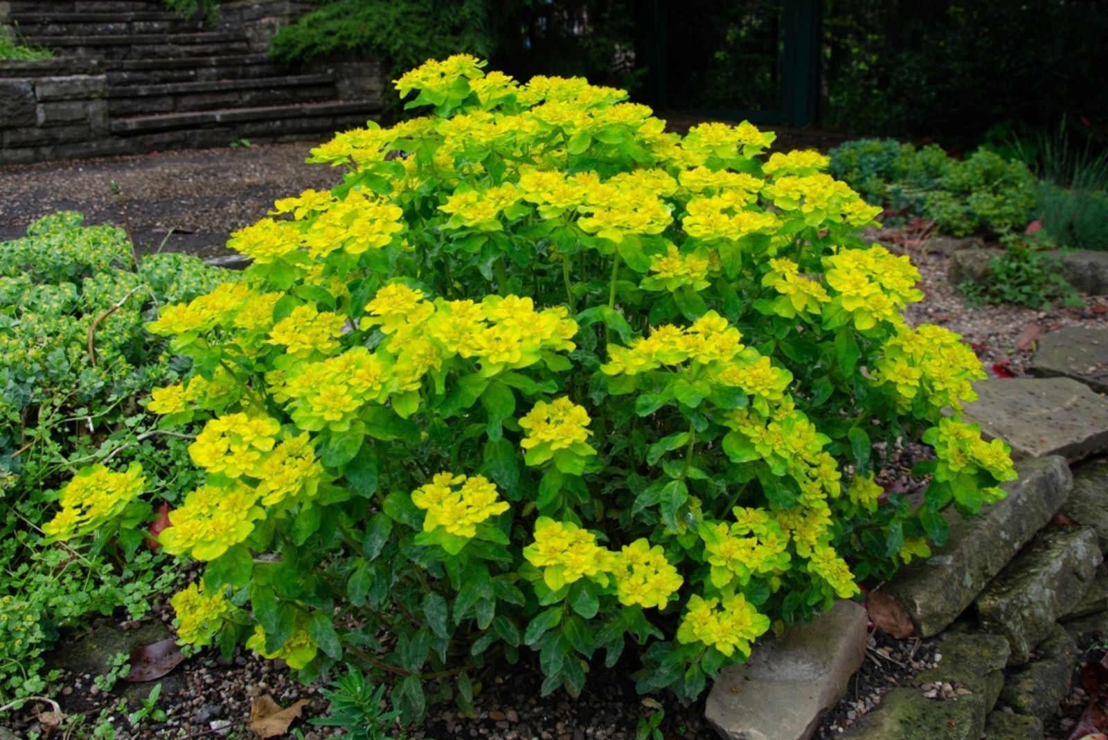 Euphorbia bush