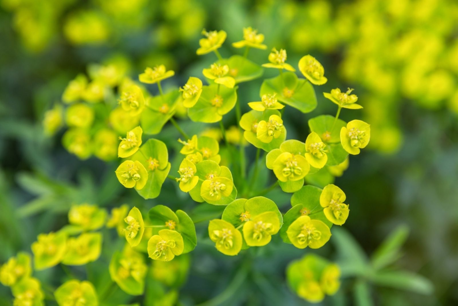 Euphorbia flowers