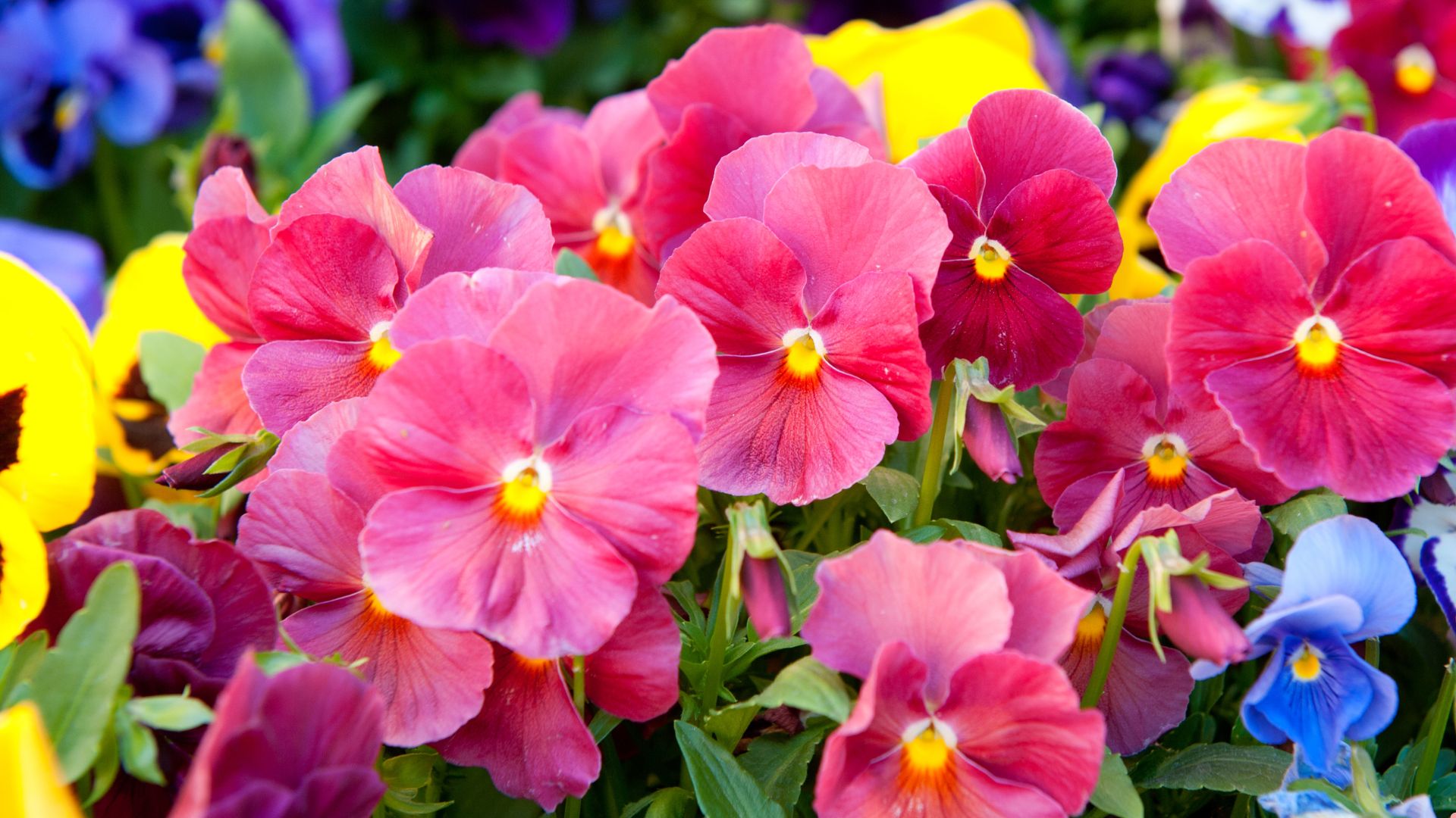 Everything You Need To Know About Growing And Caring For Pansies