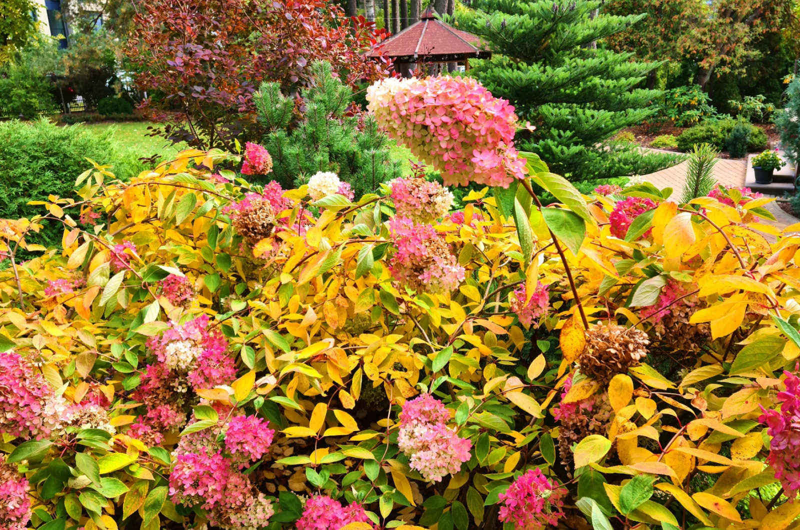 Fading large flowers on hydrangea bushes