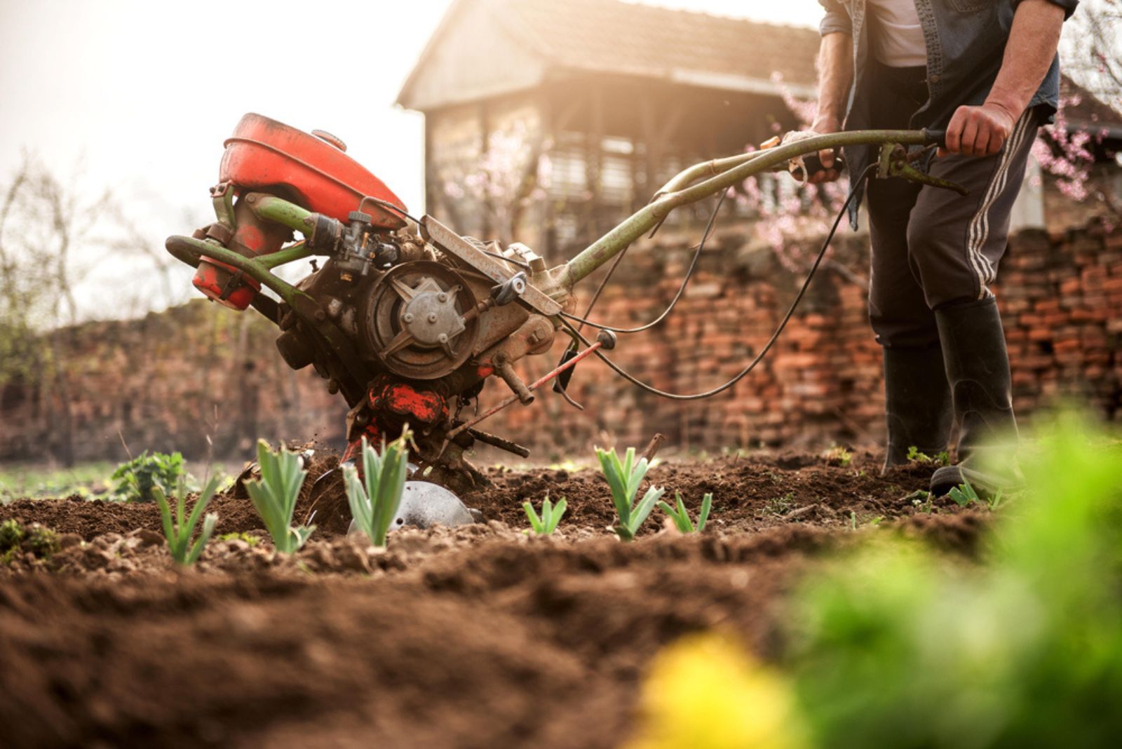 Farmer with motor cultivator in garden