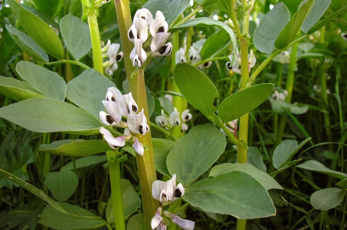 18 Clever Plants That Boost Nitrogen In The Soil And Help Your Veggie ...
