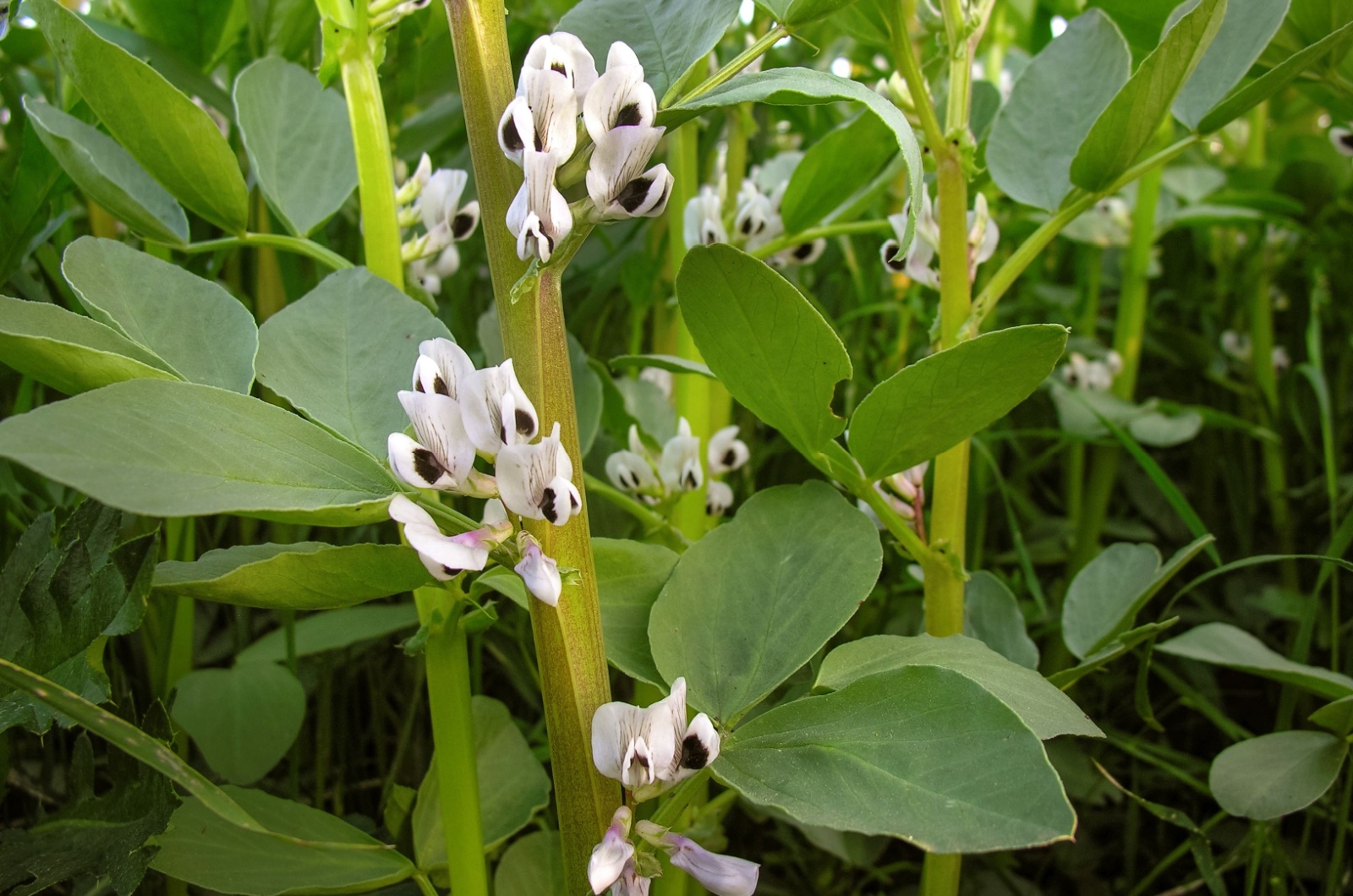 Fava Beans