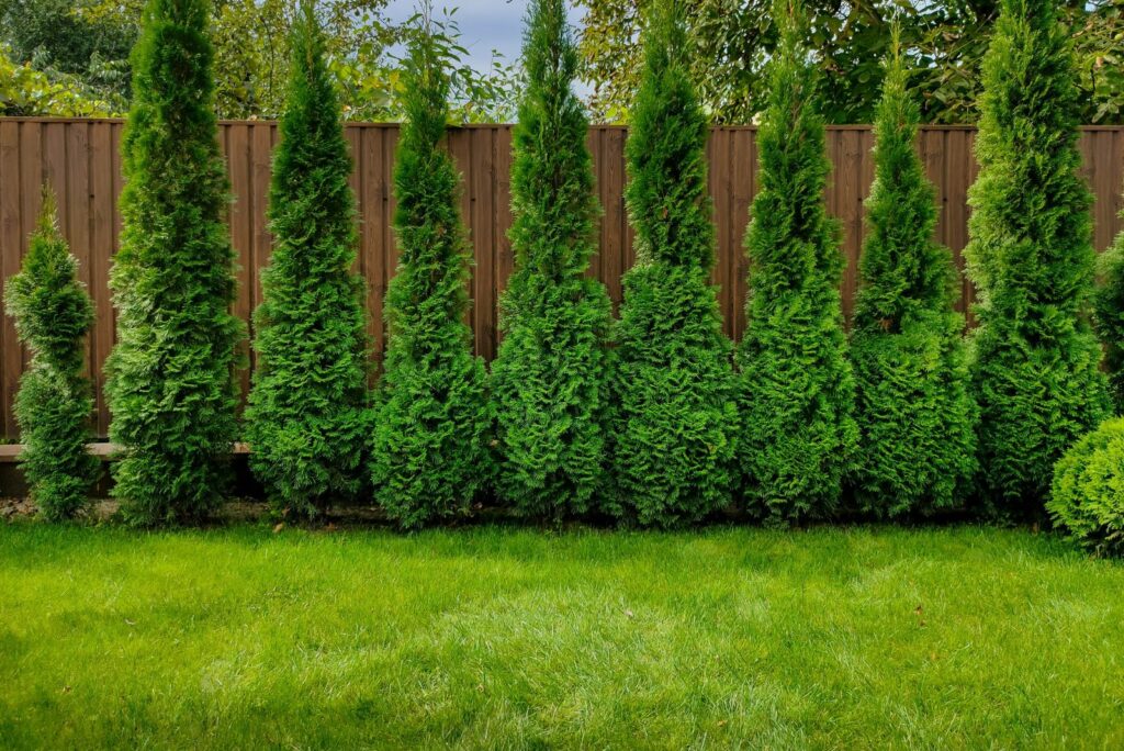 Fence With Arborvitae