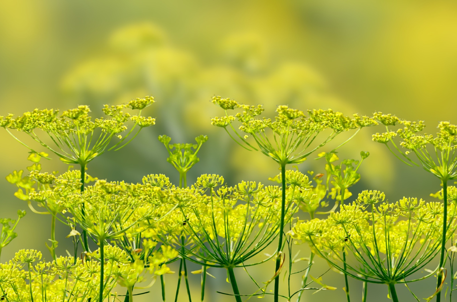 Fennel