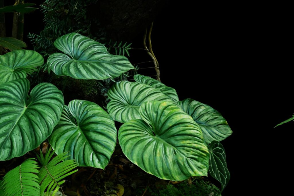 Fern Foliage