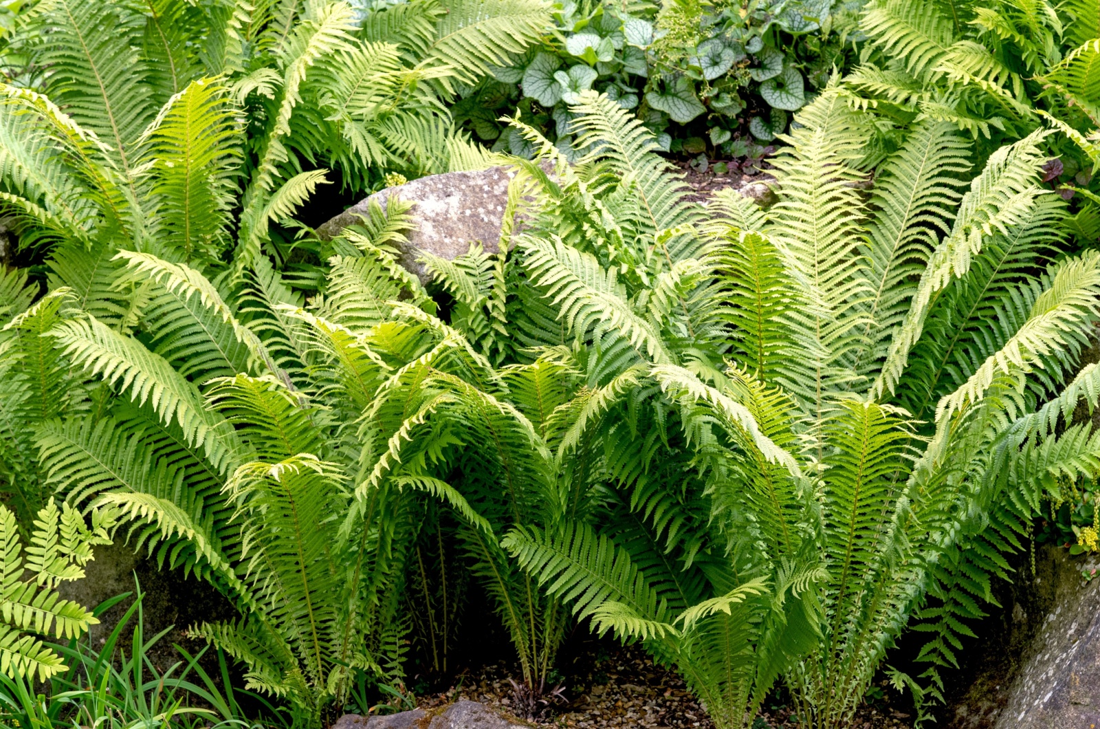 Ferns