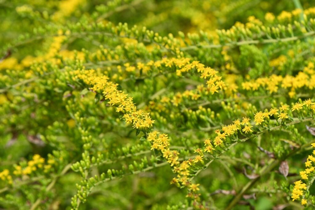 Fireworks' flowers