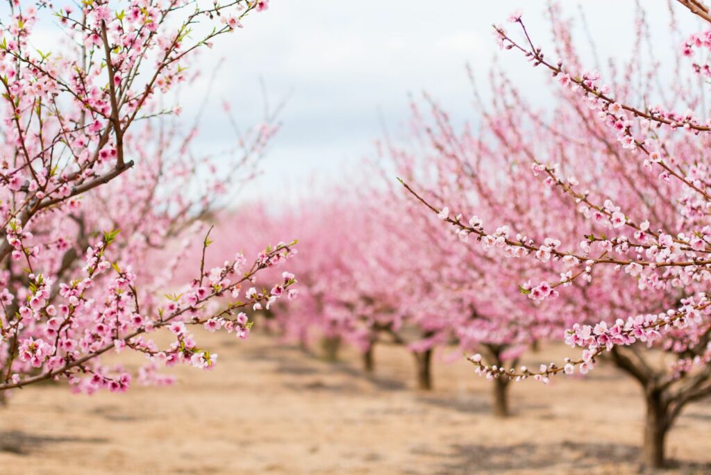 Flowering Almond