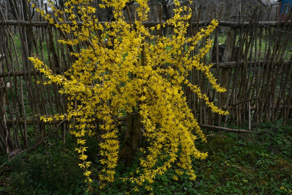 Forsythia