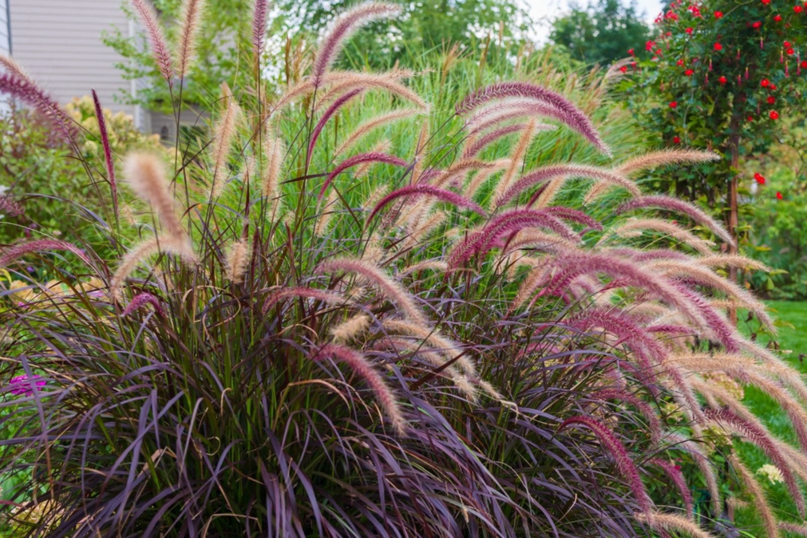 Fountain Grass