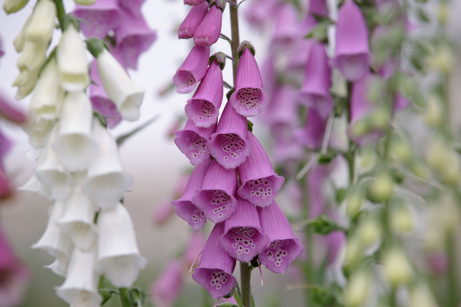 Foxglove