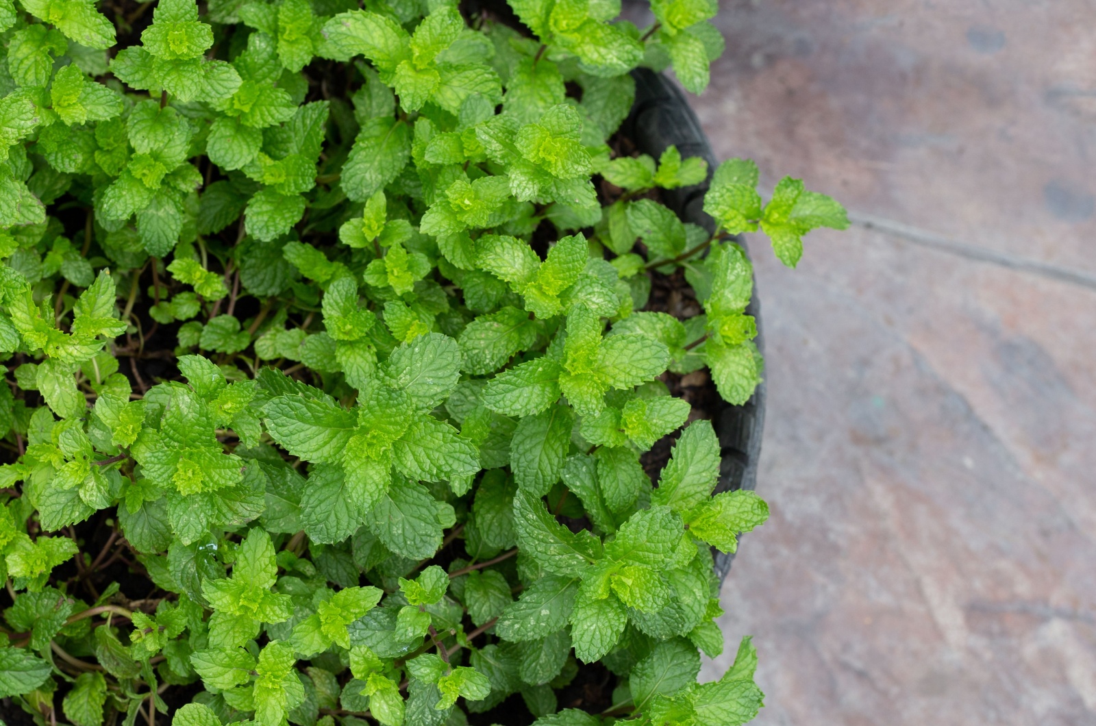 Fresh green leaves of mint