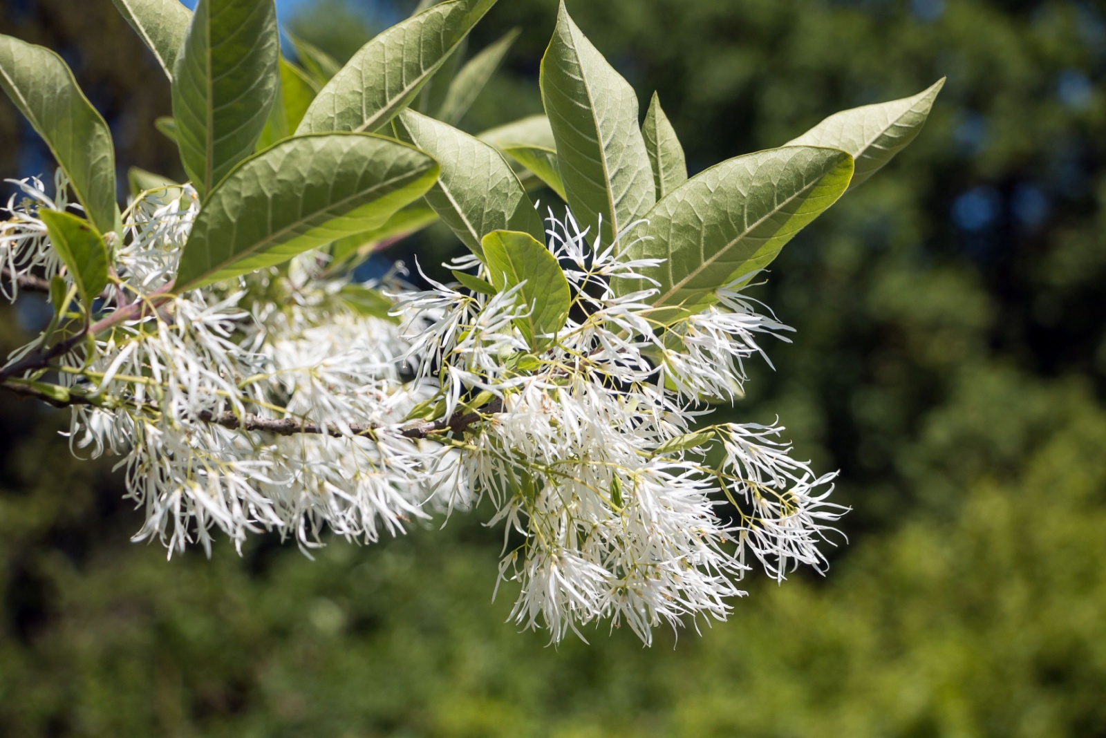 Fringe Tree