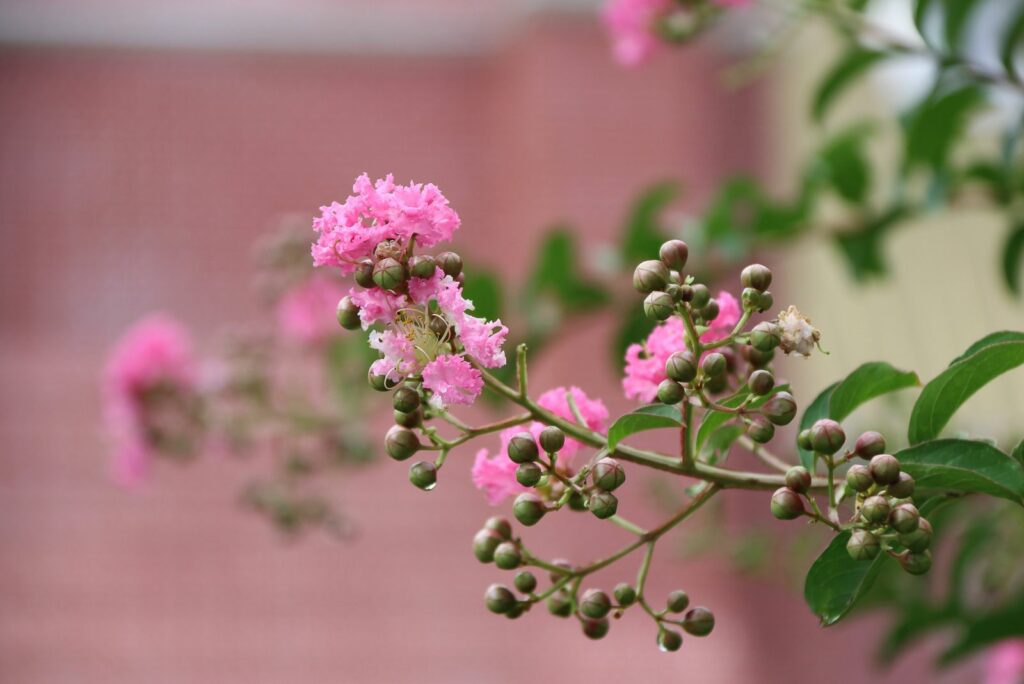 Frosted Crape Myrtle