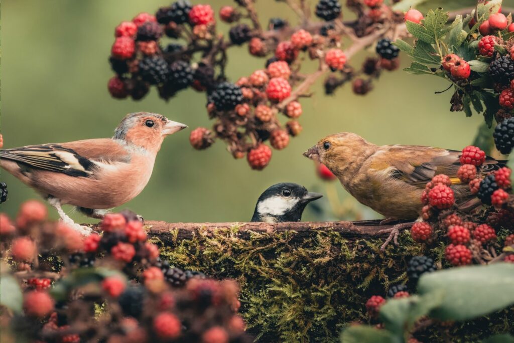 Garden Birds including Robin on blackberries