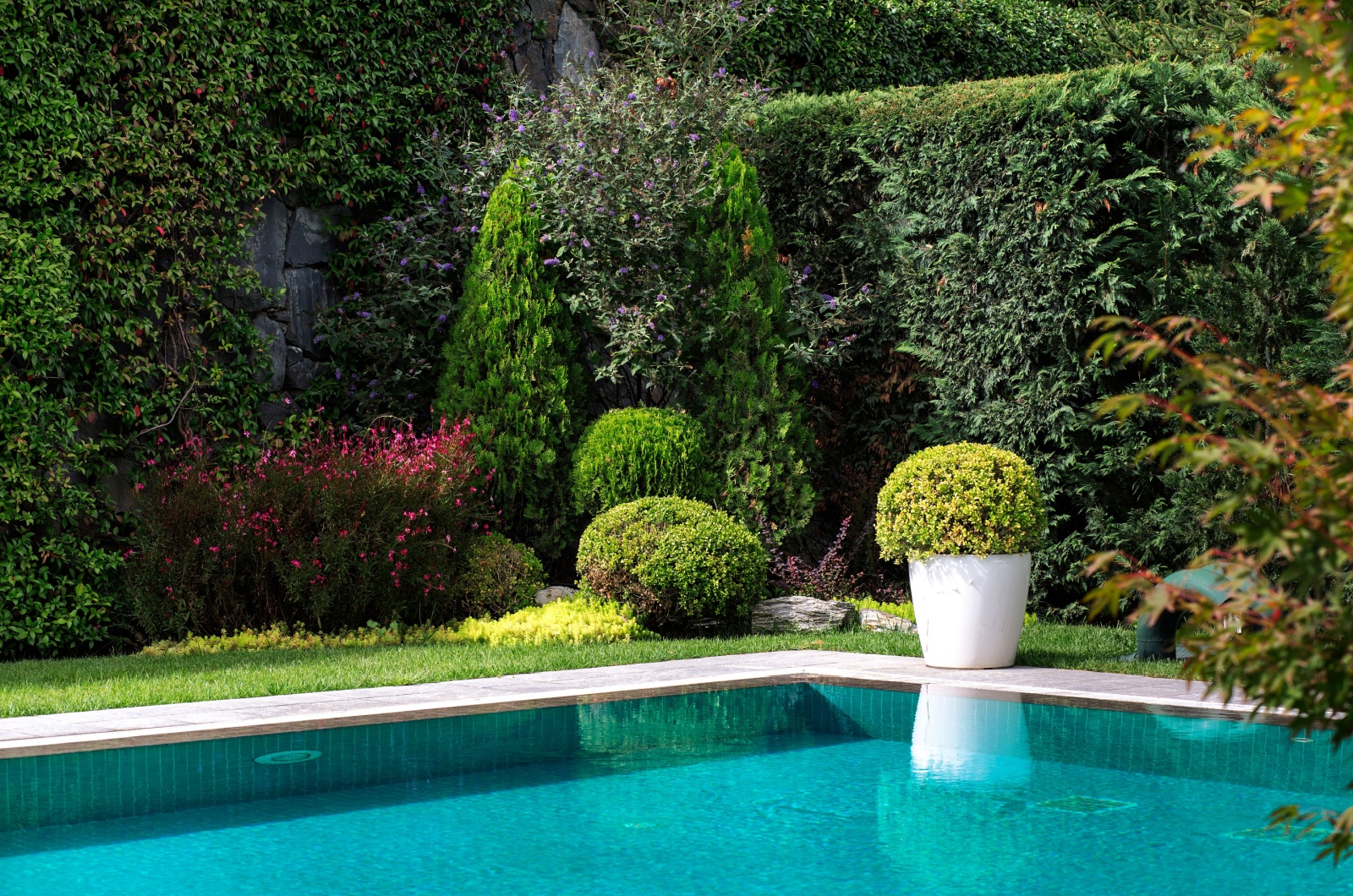 Garden with pool and plants