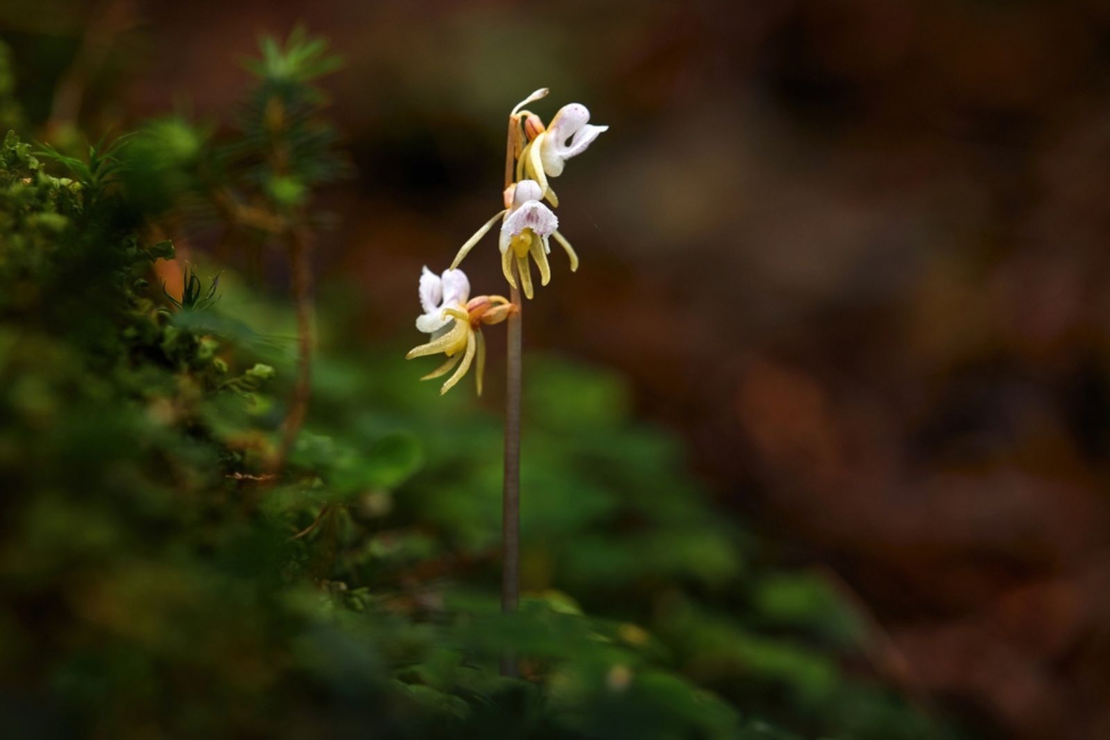 Ghost Orchid