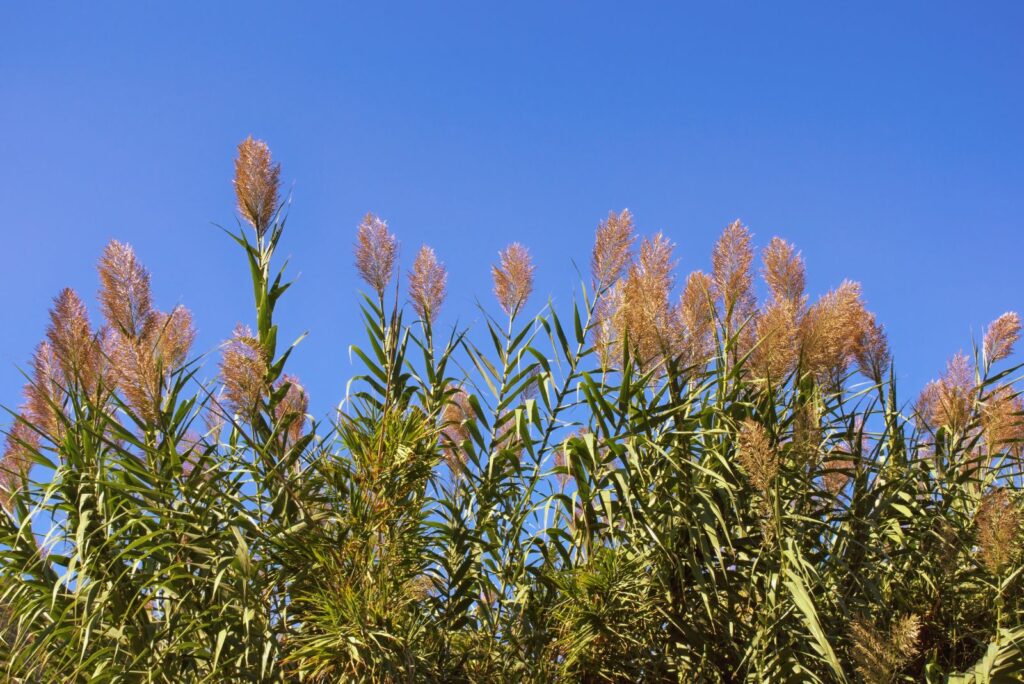 Giant Reed Grass