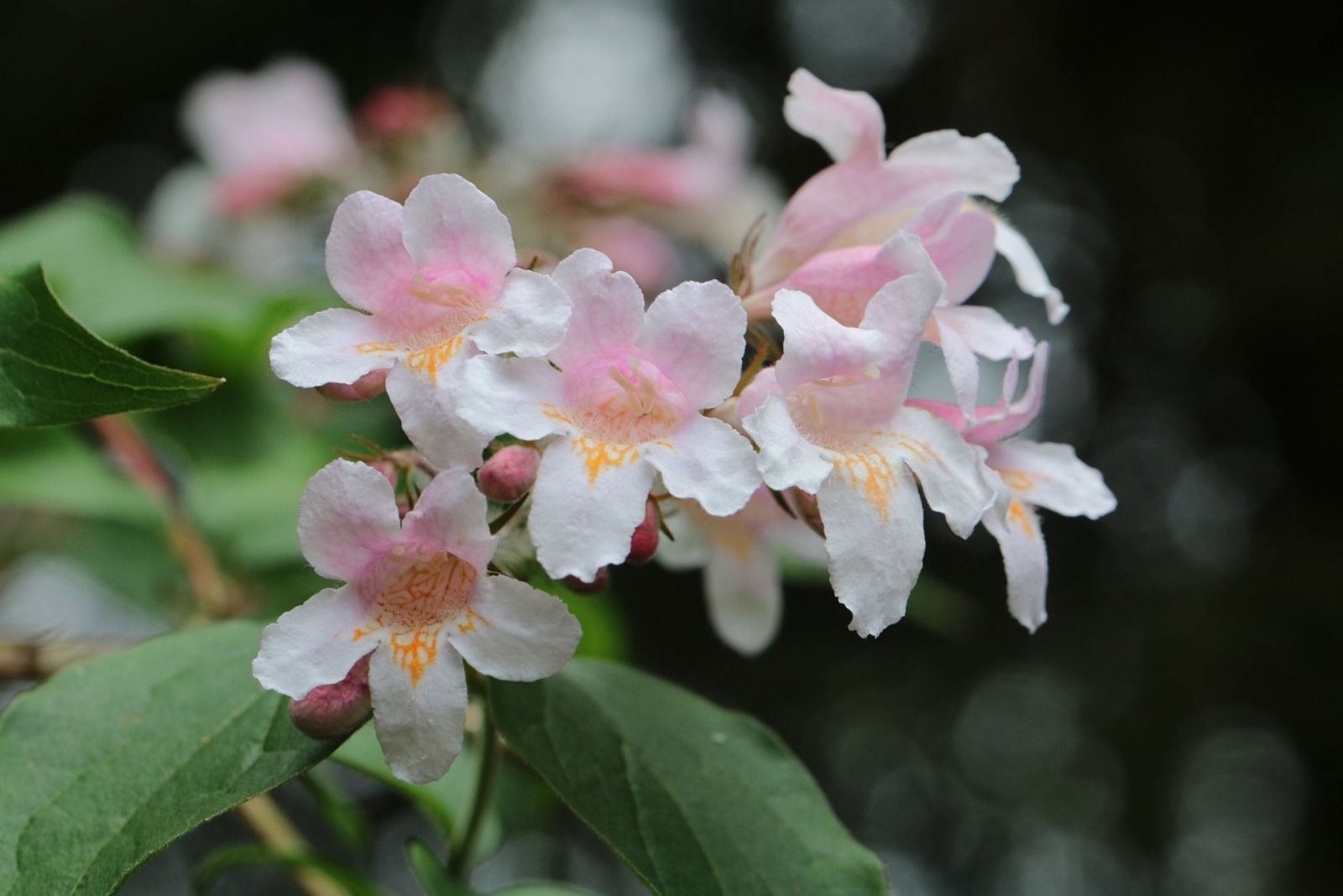 Glossy Abelia