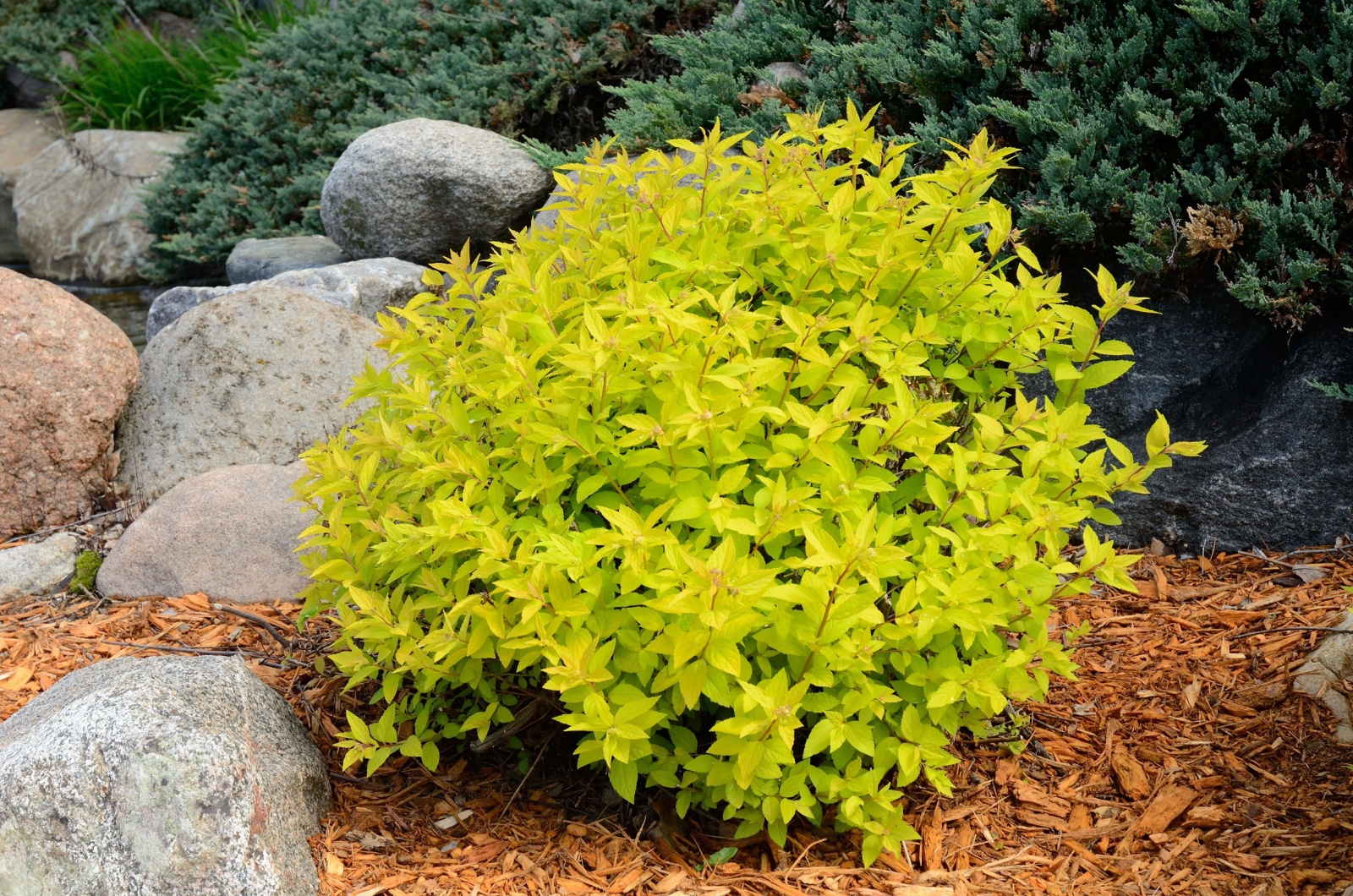 Gold Mound Spirea