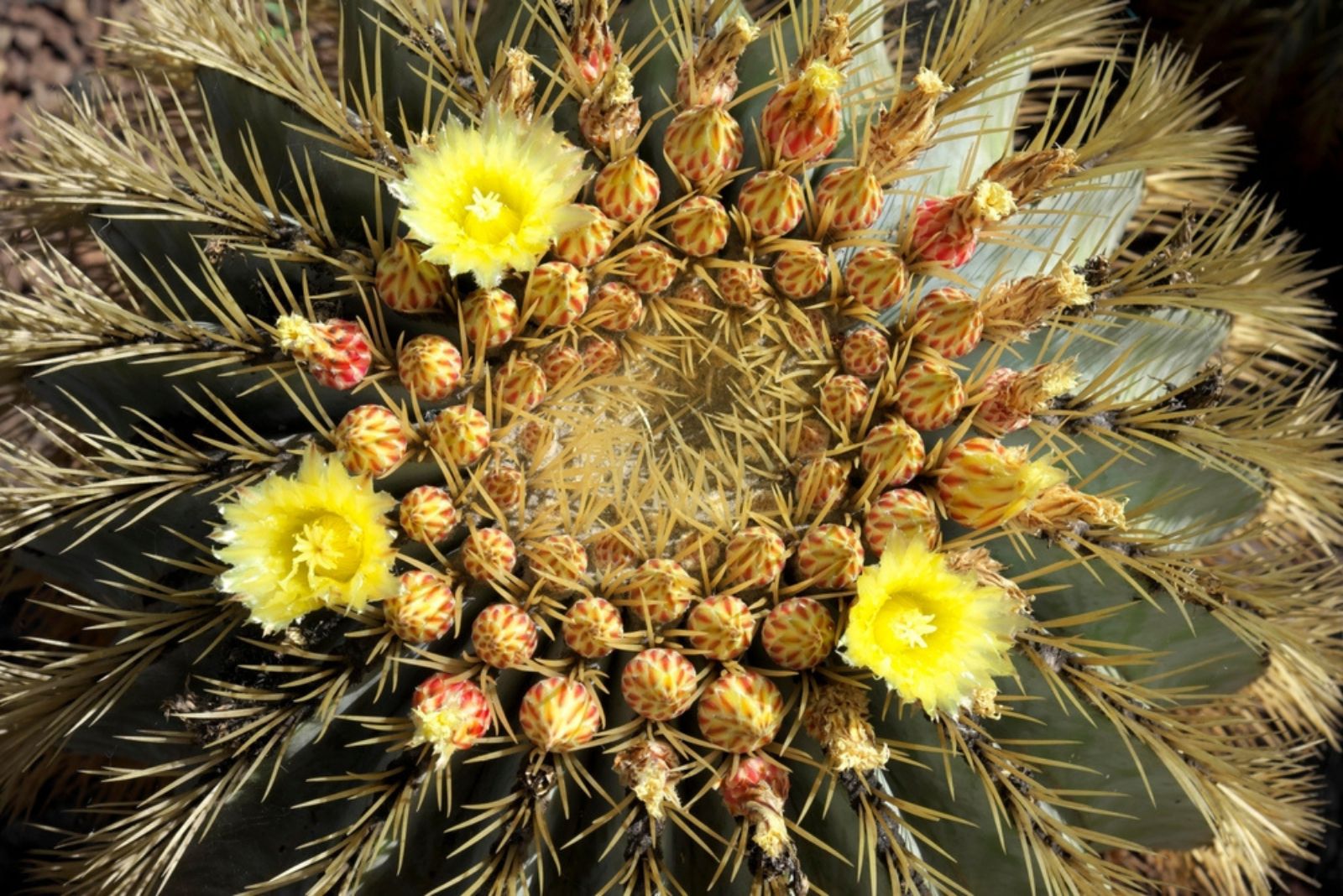 Golden Barrel Cactus