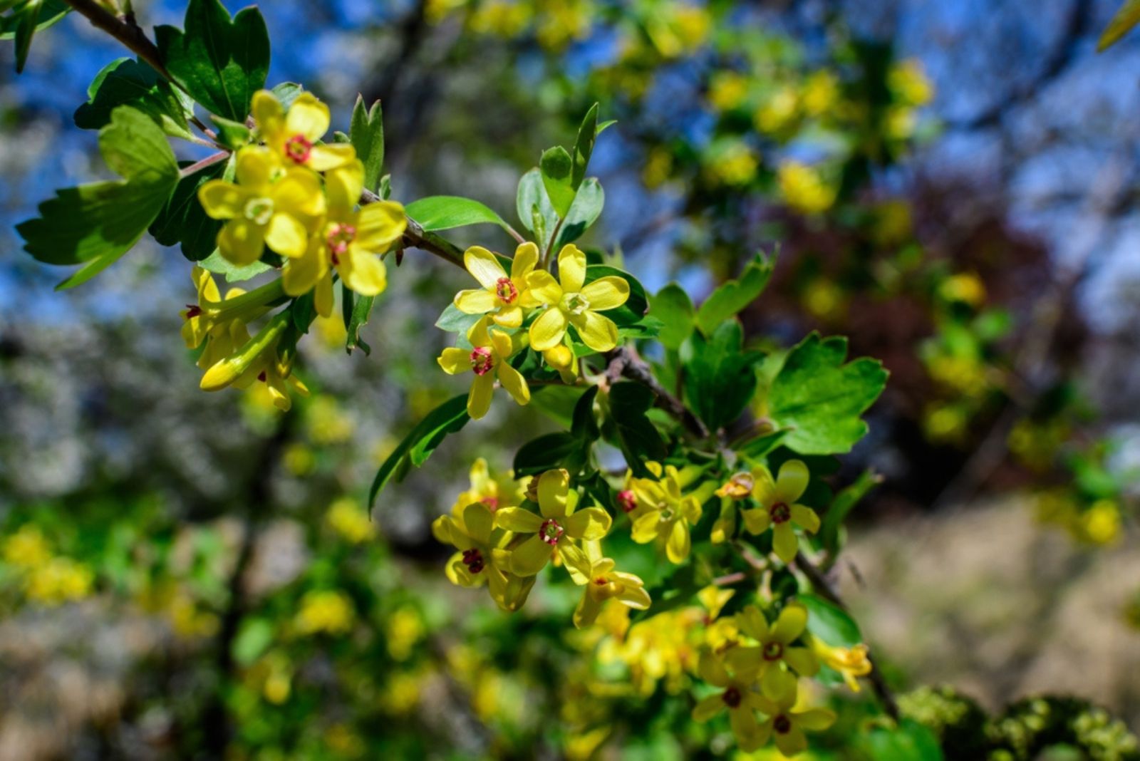 Golden Currant