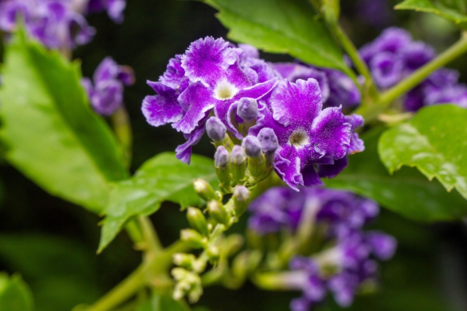 Golden Dewdrop flowers