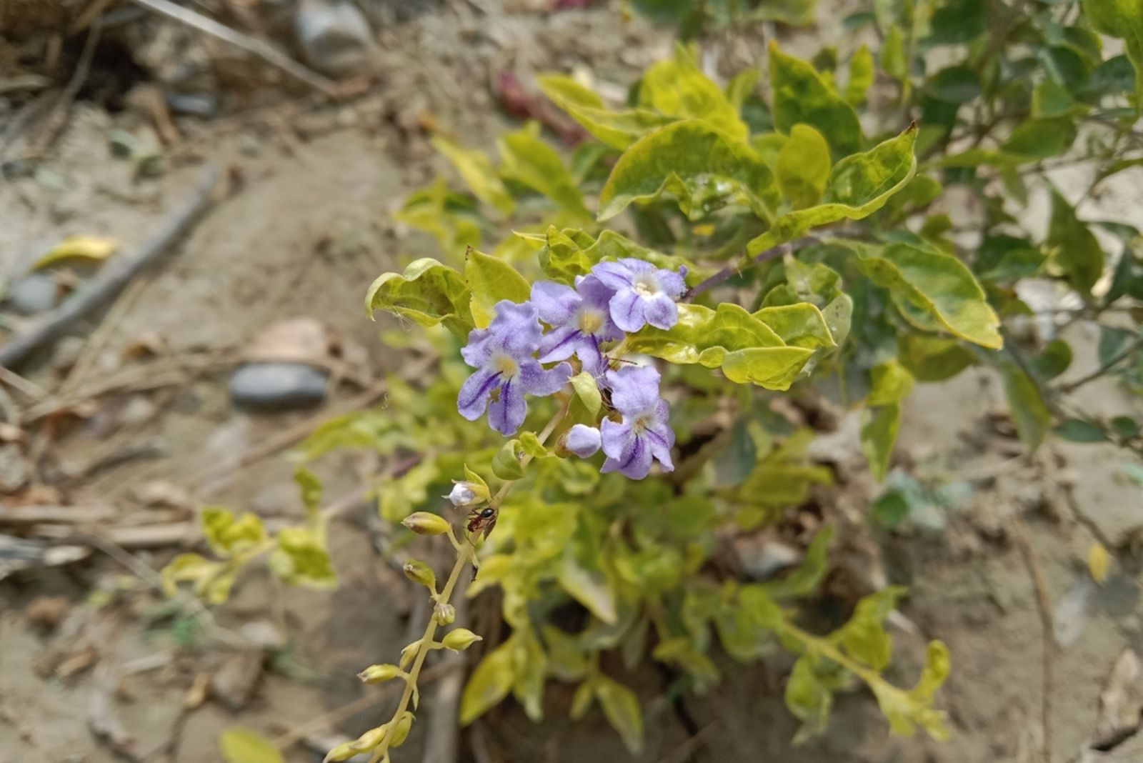 Golden Dewdrop plant