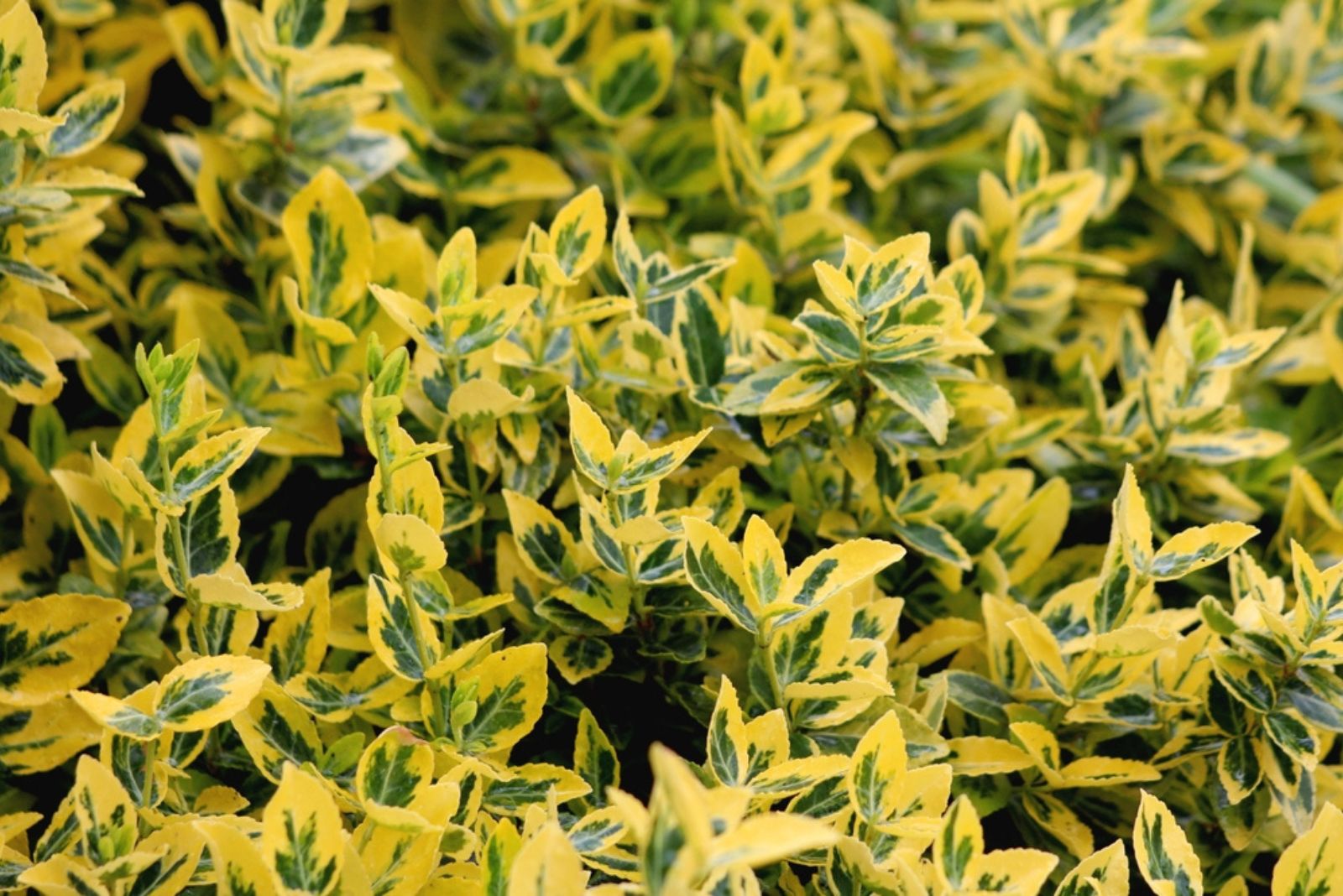 Golden Euonymus