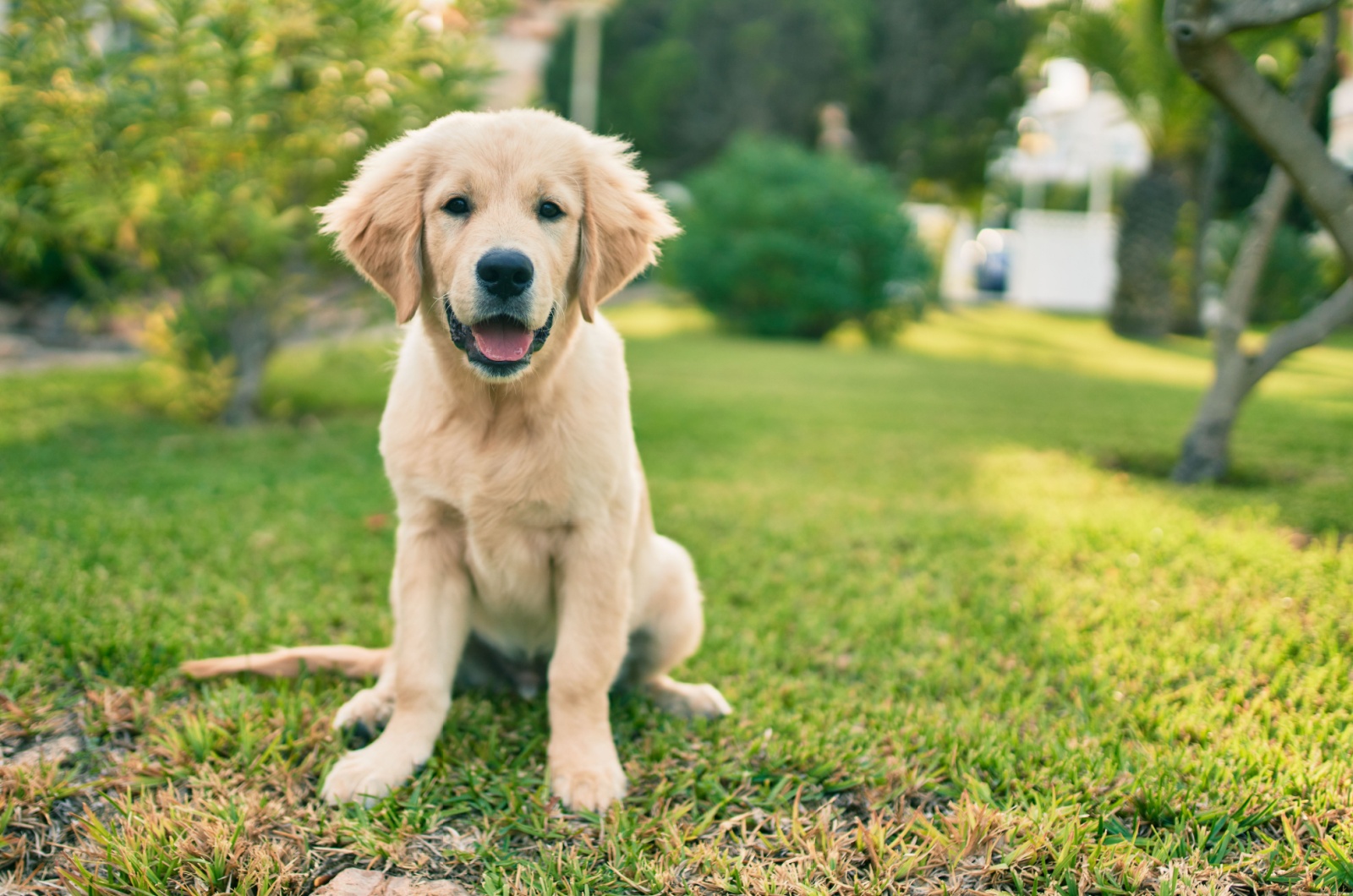 Golden retriever in a garden