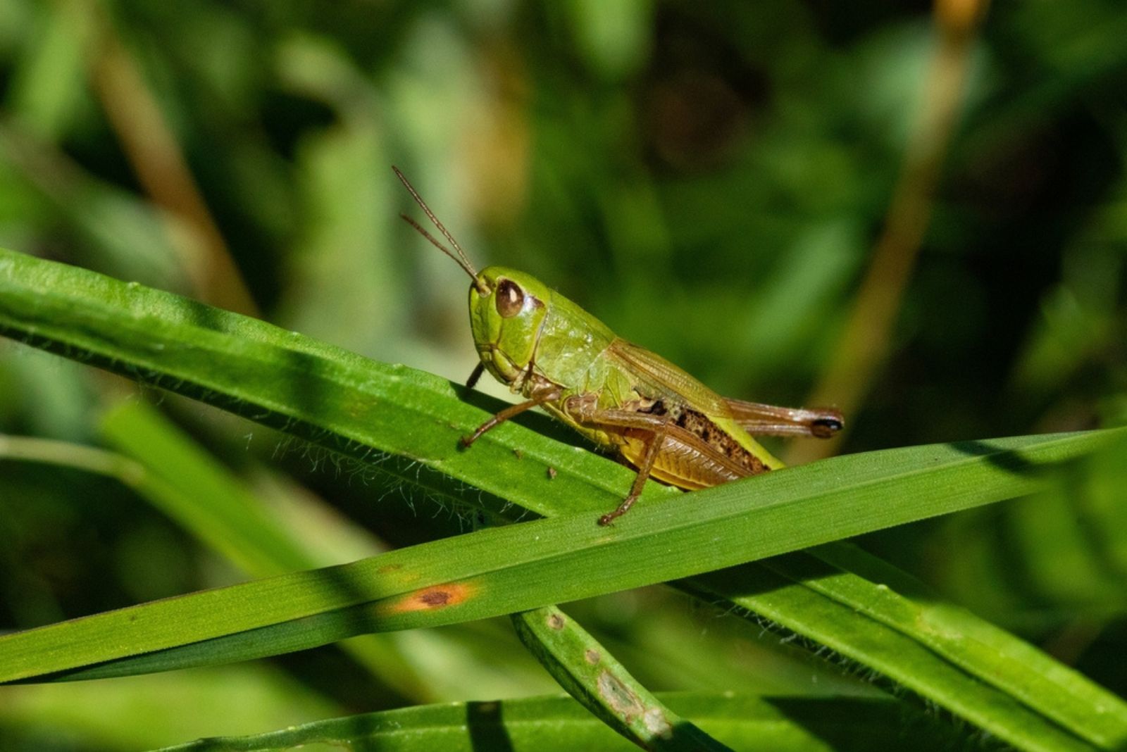 Grasshoppers