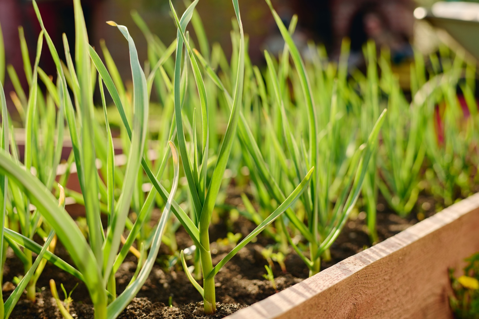 Green Garlic